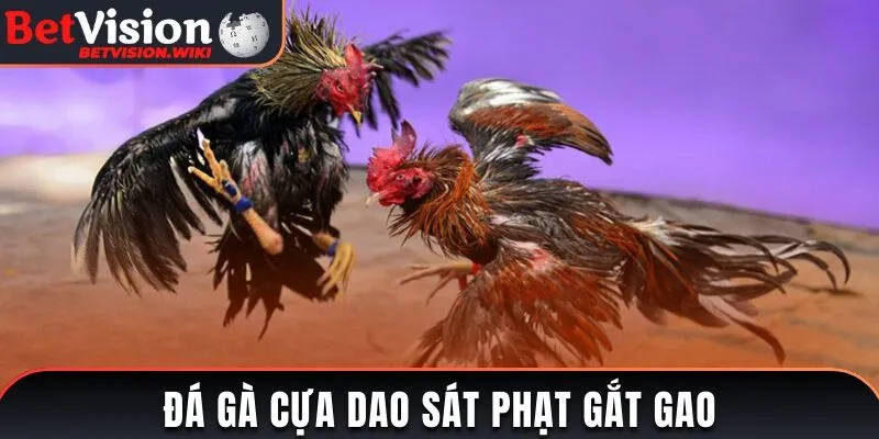 Đá cựa dao sát phạt gắt gao