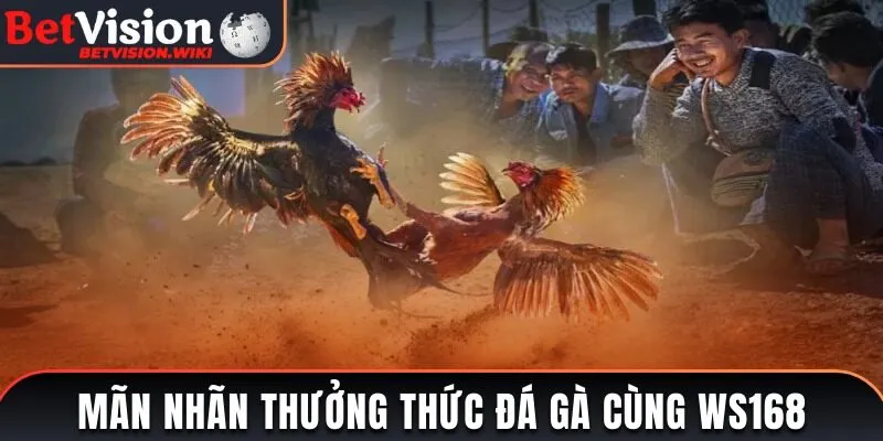 Mãn nhãn thưởng thức đá gà cùng WS168